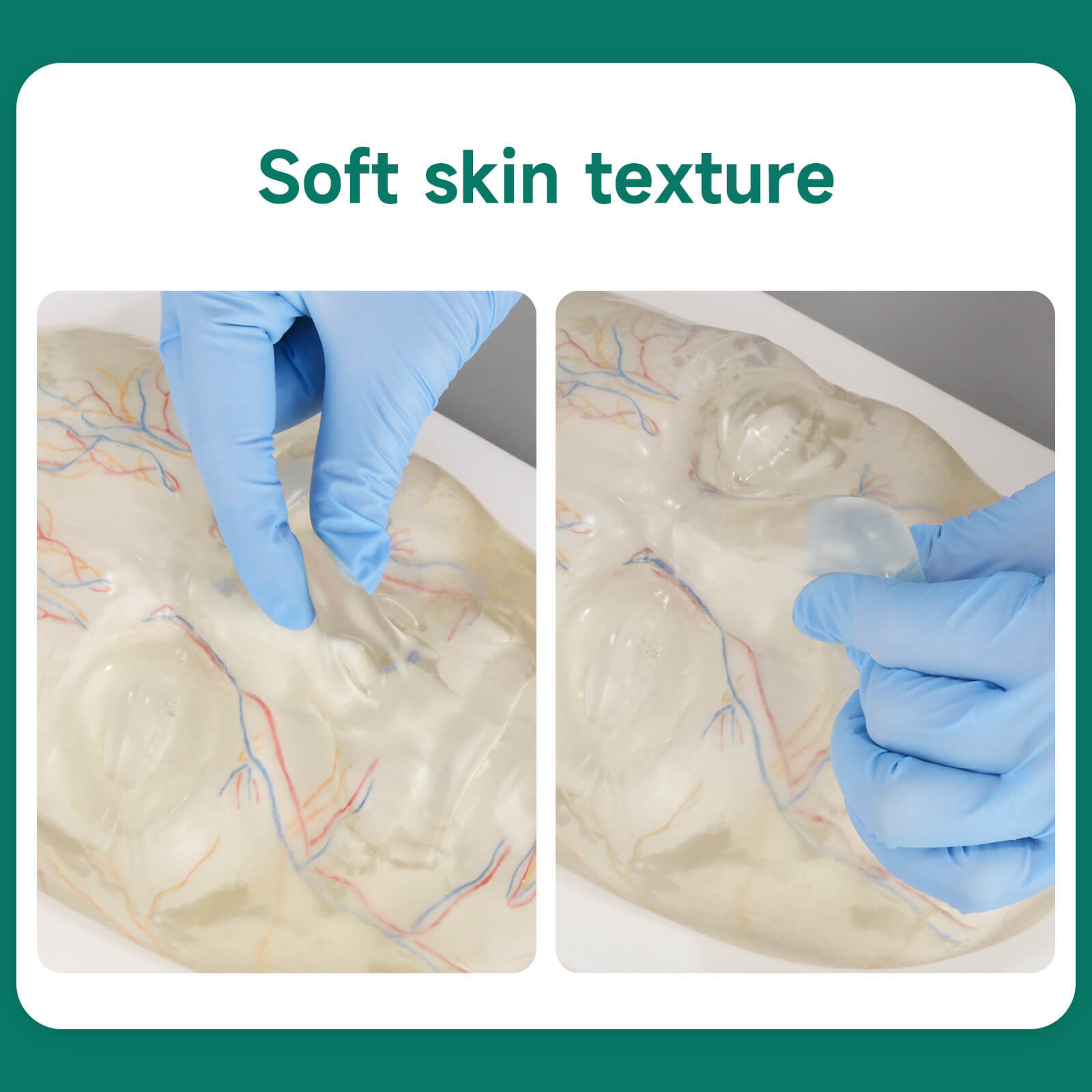 Transparent Full Face Injection Model with Vessels & Nerves