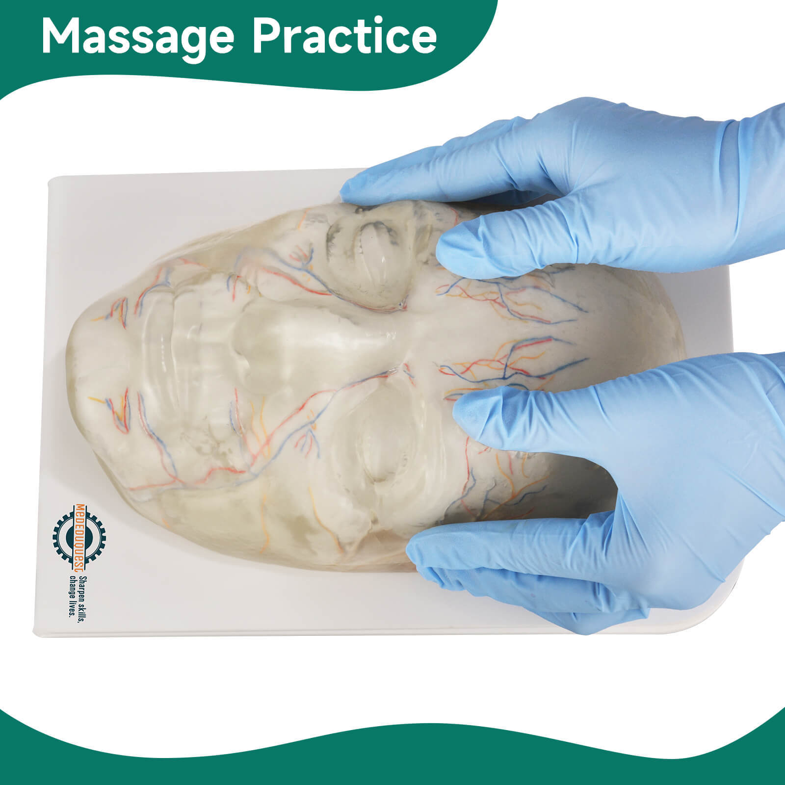 Transparent Full Face Injection Model with Vessels & Nerves