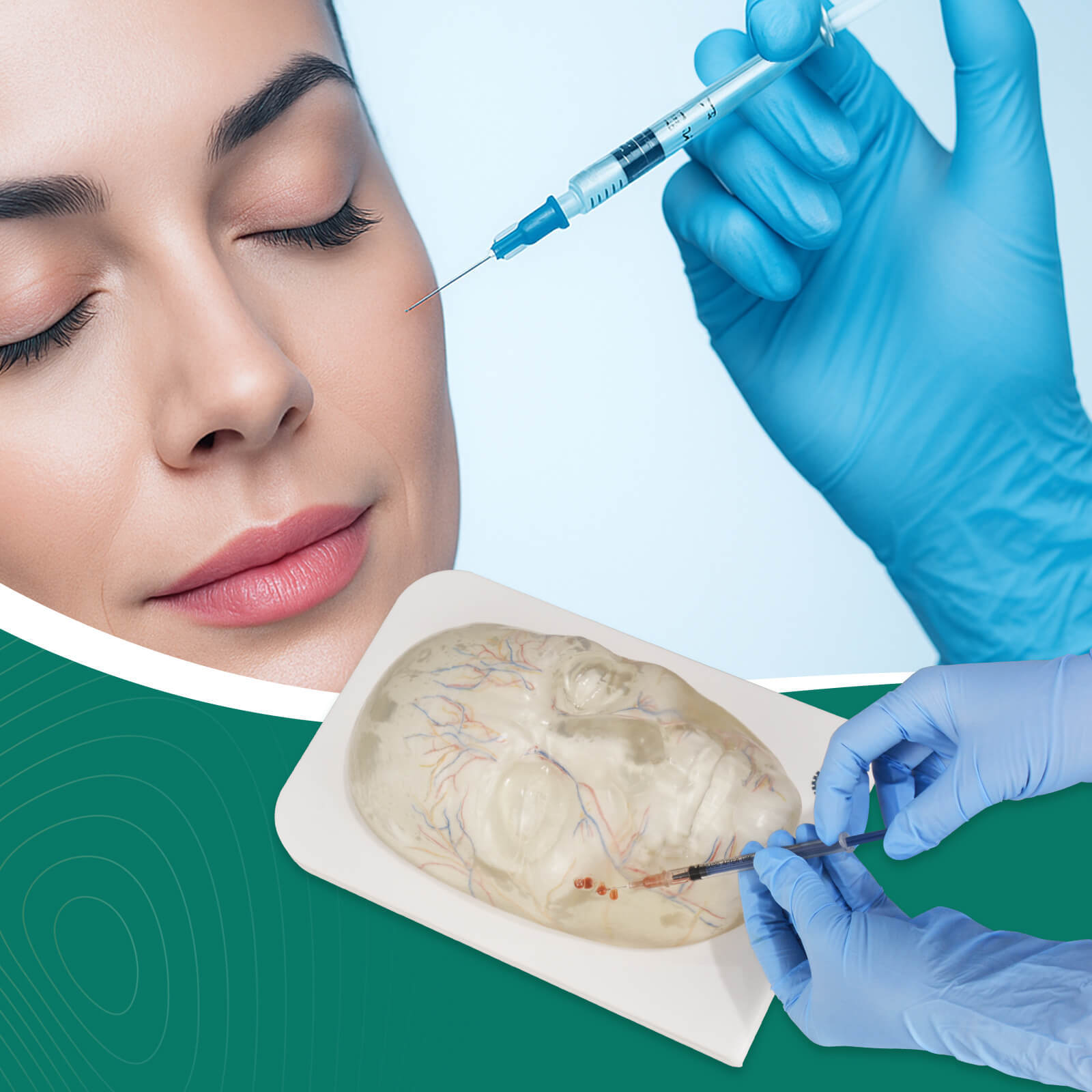 Transparent Full Face Injection Model with Vessels & Nerves