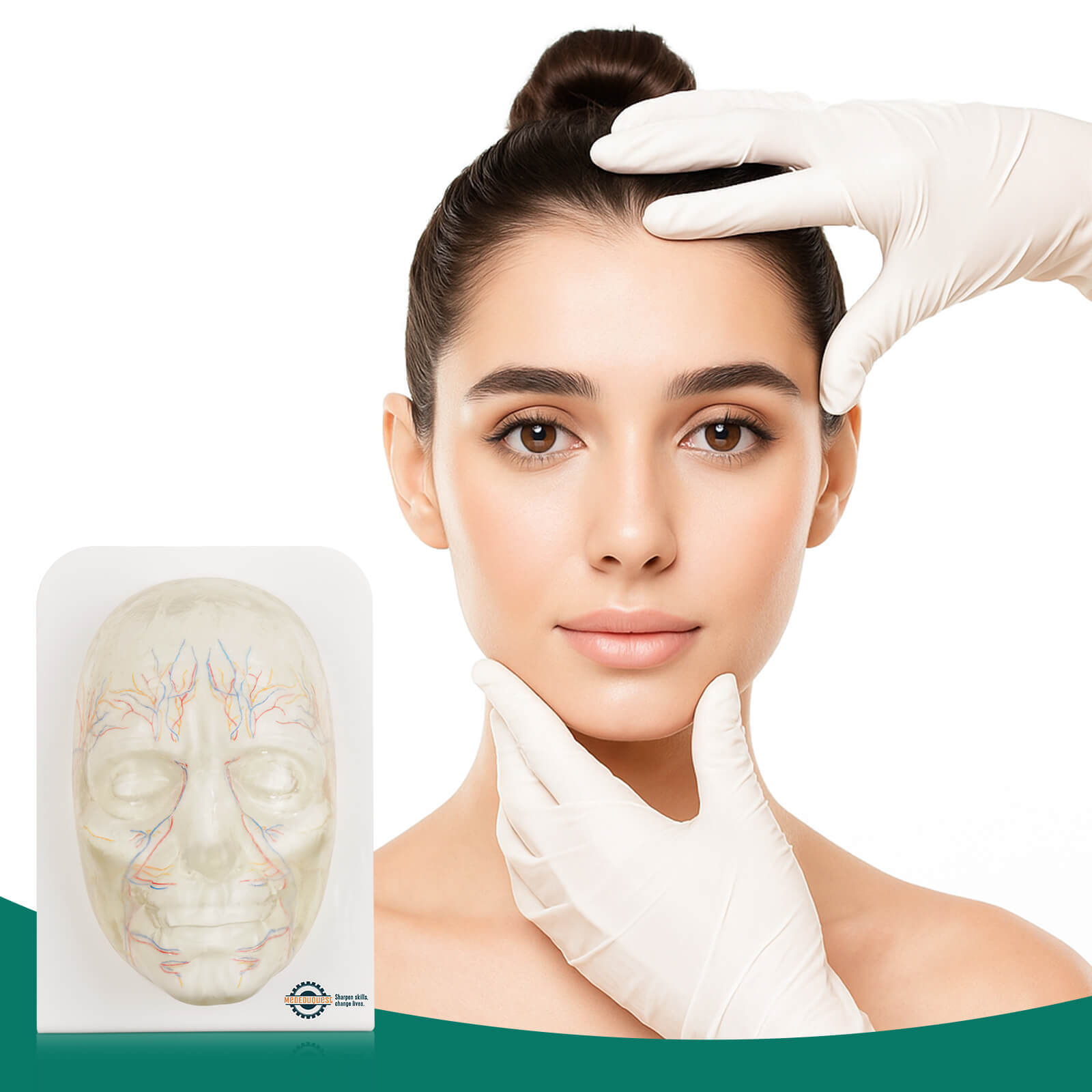 Transparent Full Face Injection Model with Vessels & Nerves