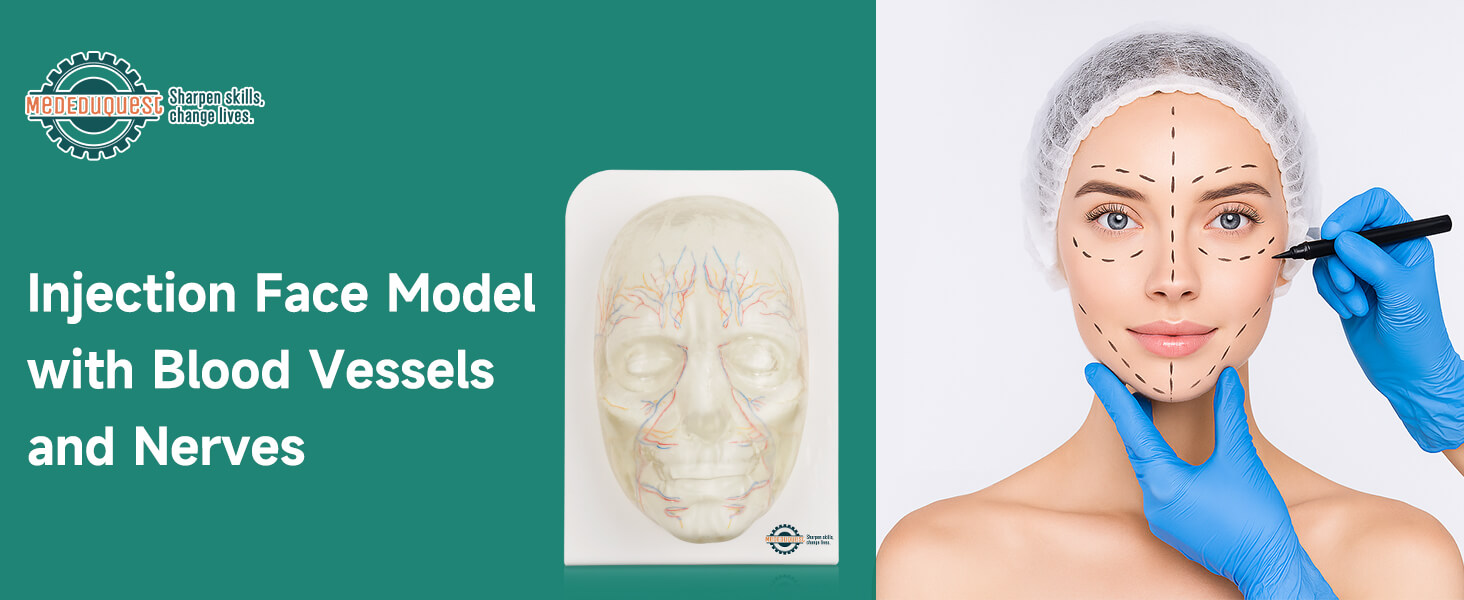  Transparent Injection Face Model with Blood Vessels