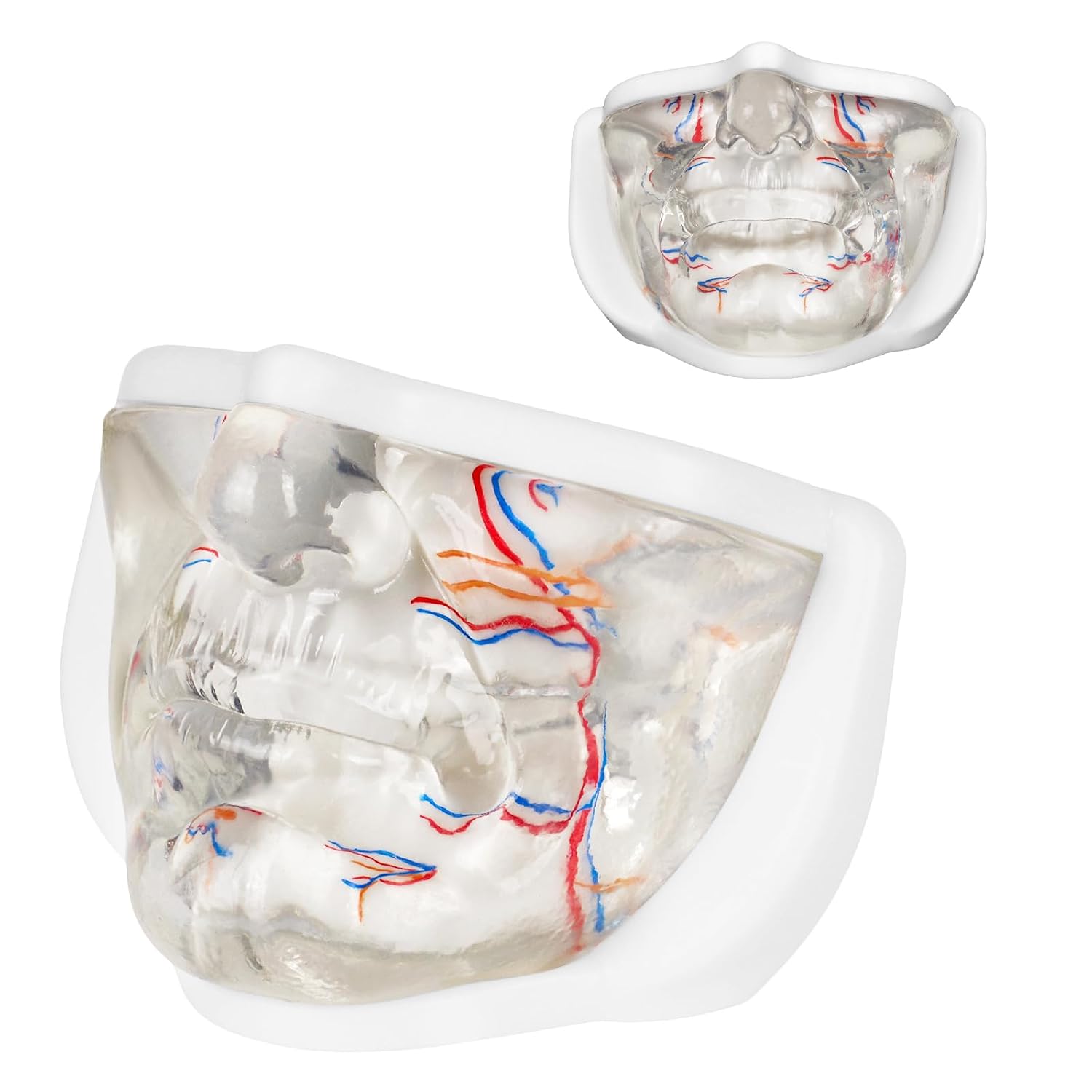 Lower Face Injection Training Model with Simulated Blood Vessels