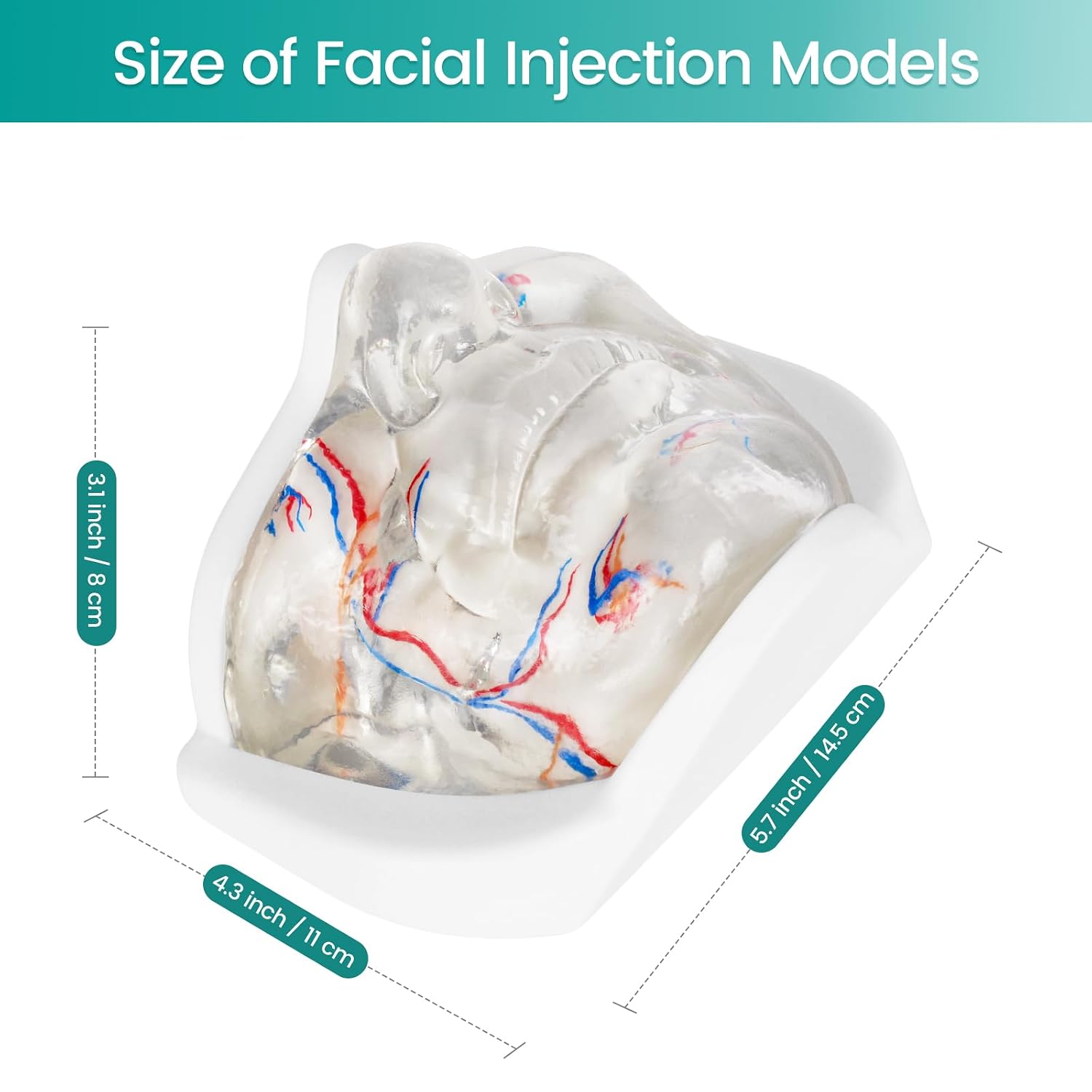 Lower Face Injection Training Model with Simulated Blood Vessels