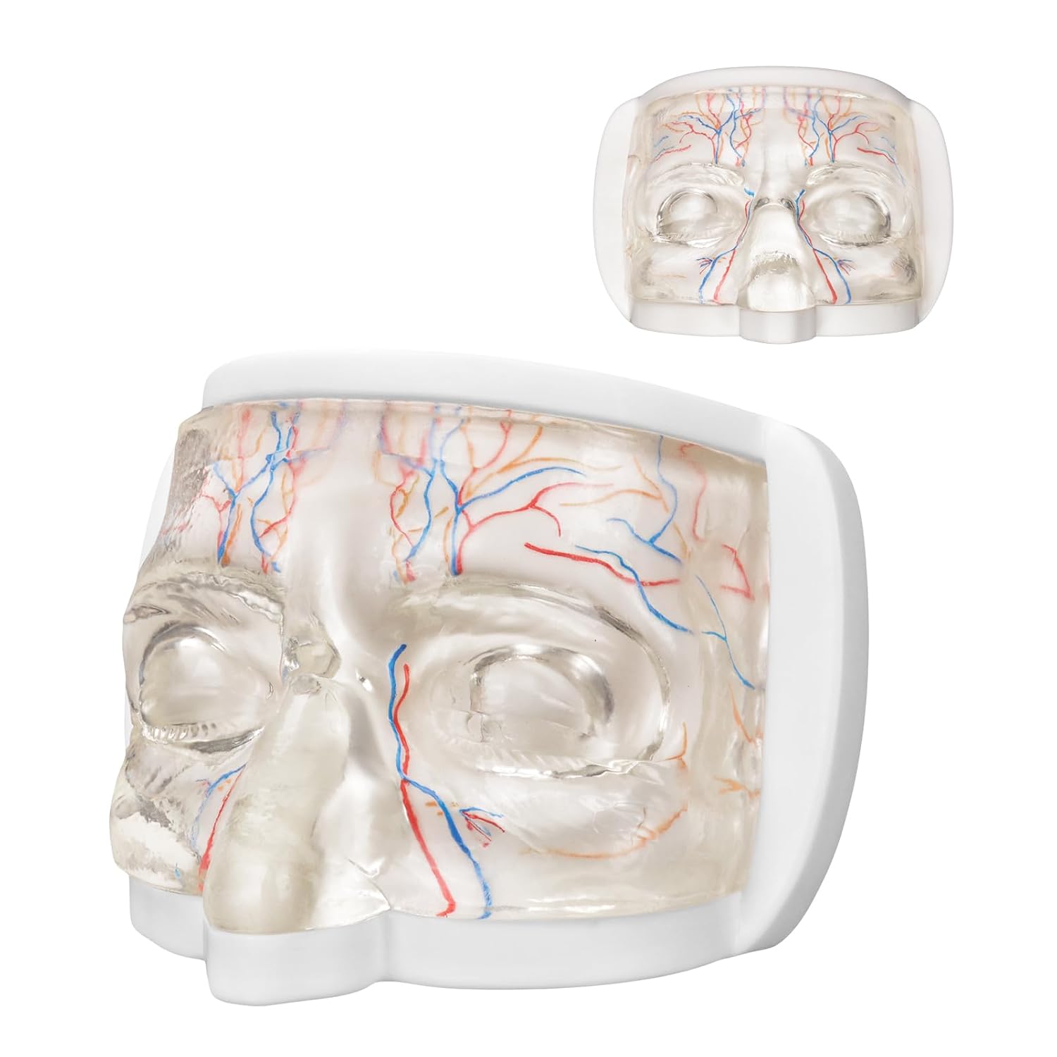 Upper Face Injection Training Model with Simulated Blood Vessels