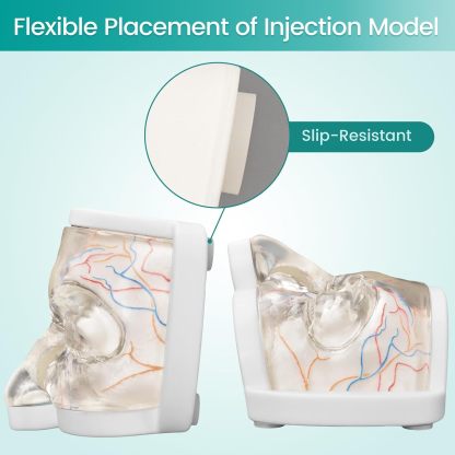 Upper Face Injection Training Model with Simulated Blood Vessels