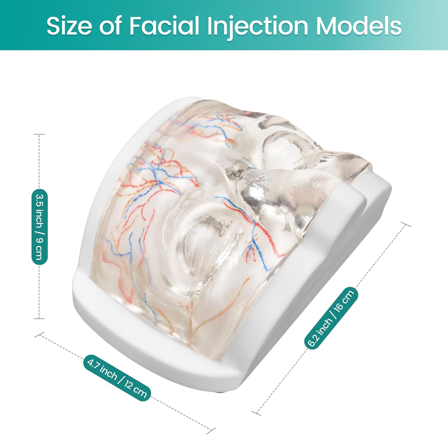 Upper Face Injection Training Model with Simulated Blood Vessels