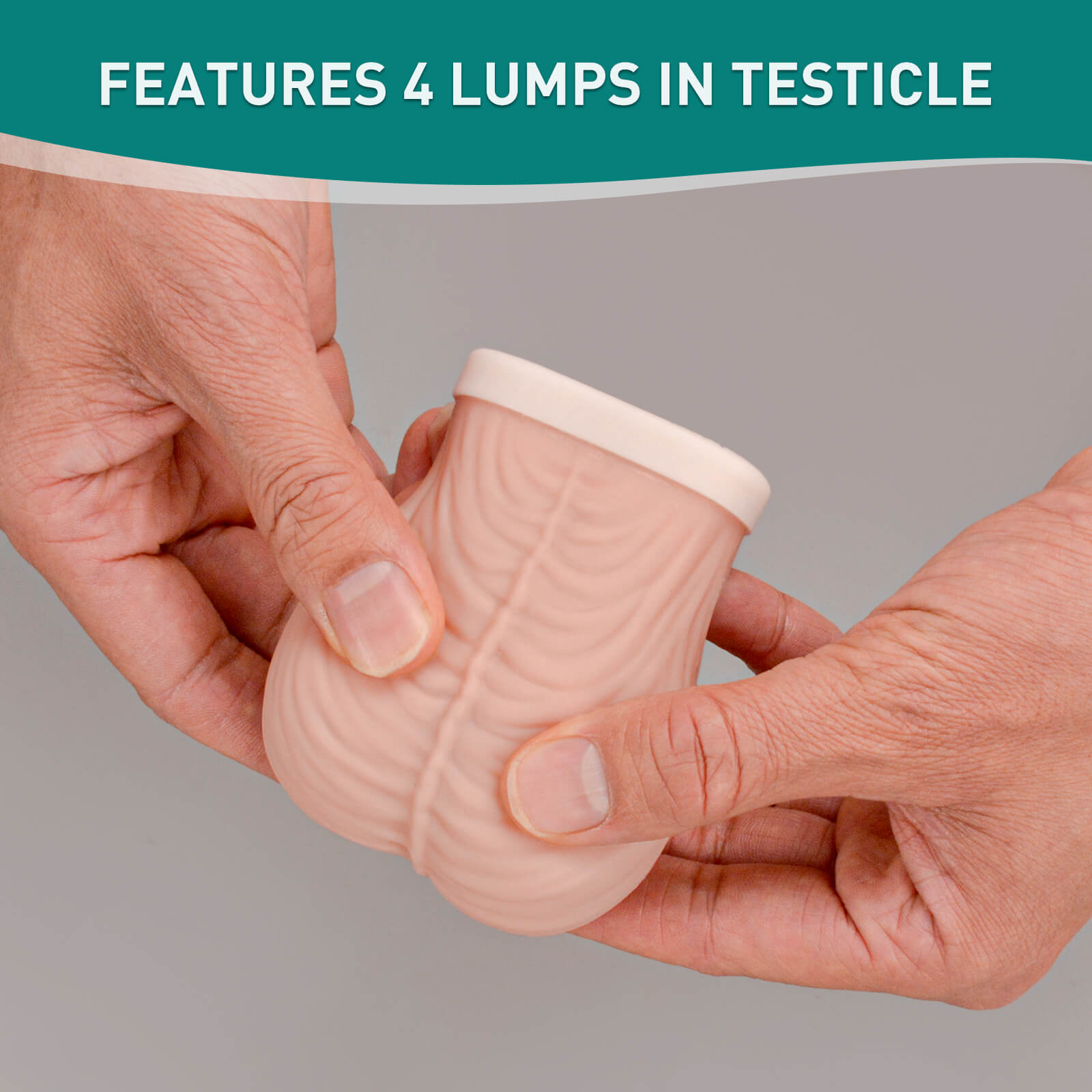 Testicular Examination Model with 4 Lumps, Standard Size