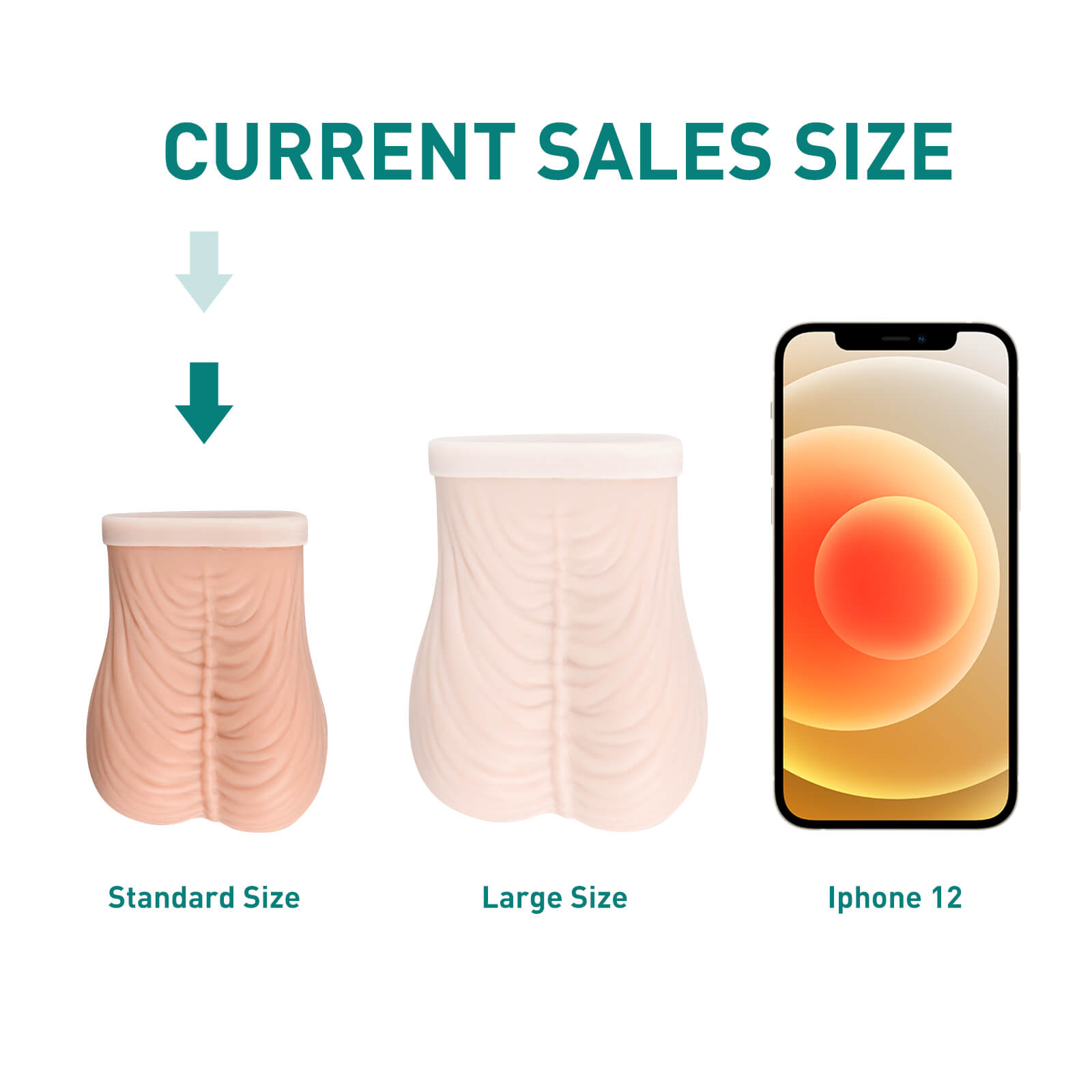 Testicular Examination Model Standard Size