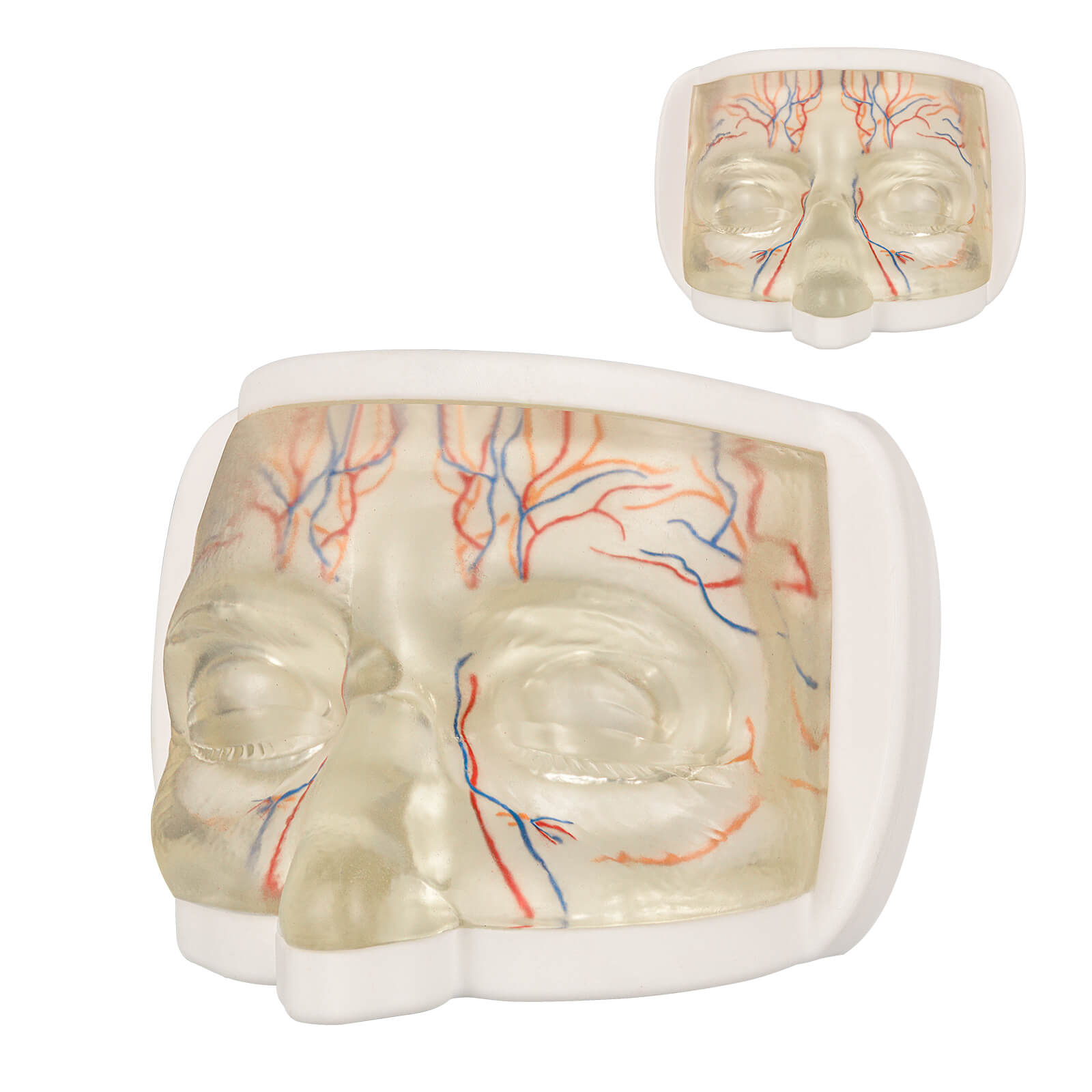 Transparent Upper Facial Injection Training Model with Simulated Blood Vessels