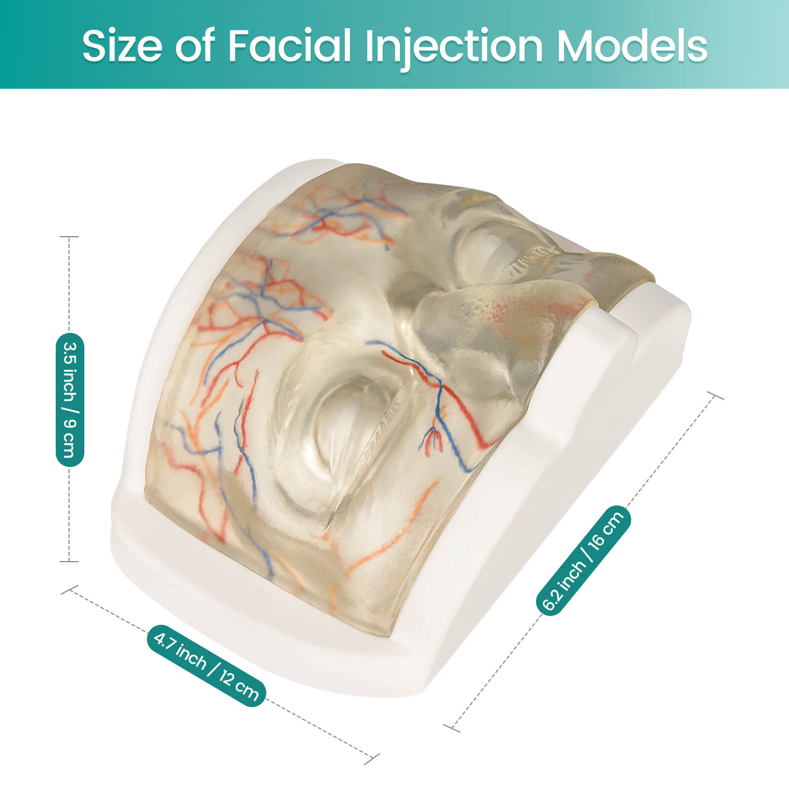 Transparent Upper Facial Injection Training Model with Simulated Blood Vessels