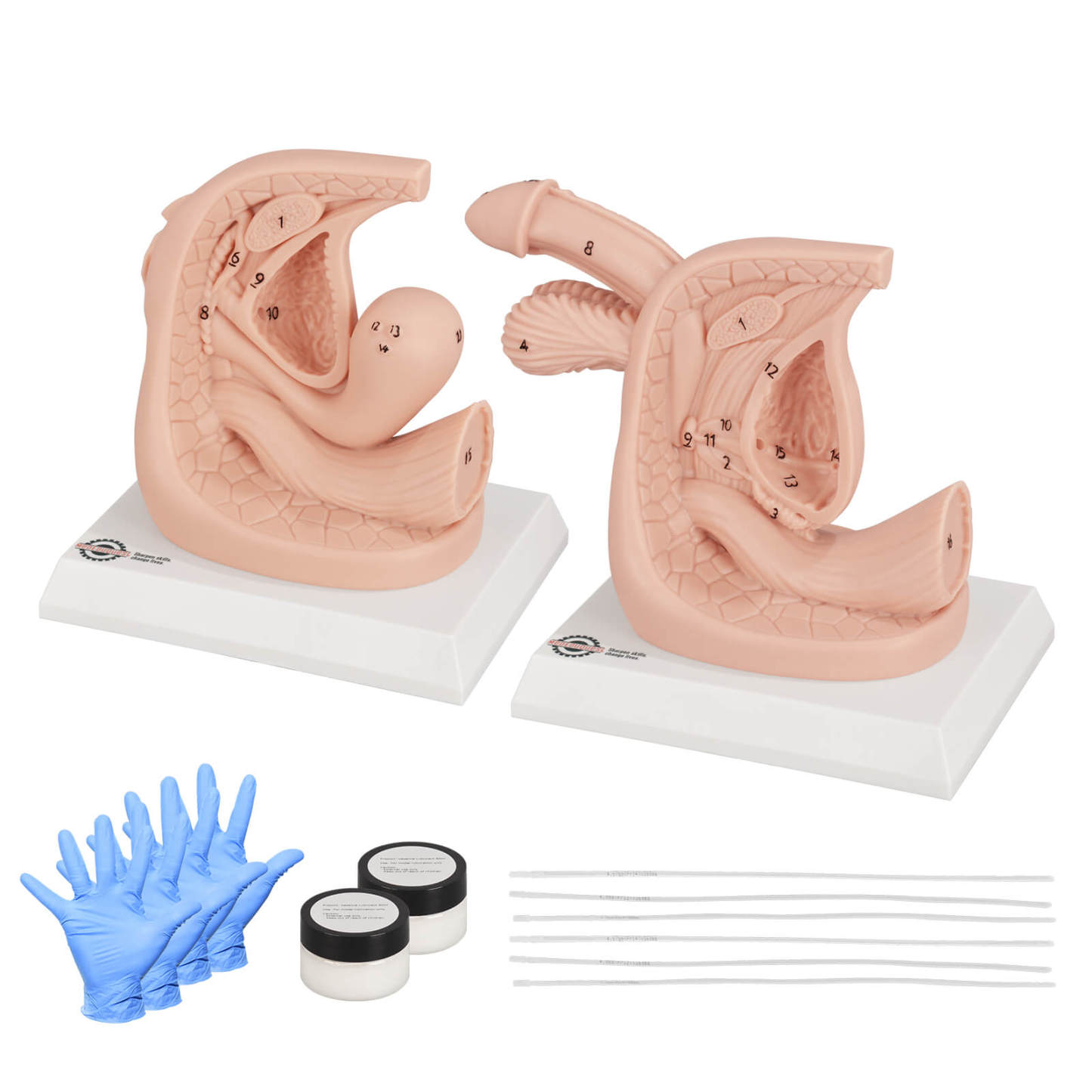 Urethral Catheterization Anatomy Display Model Set