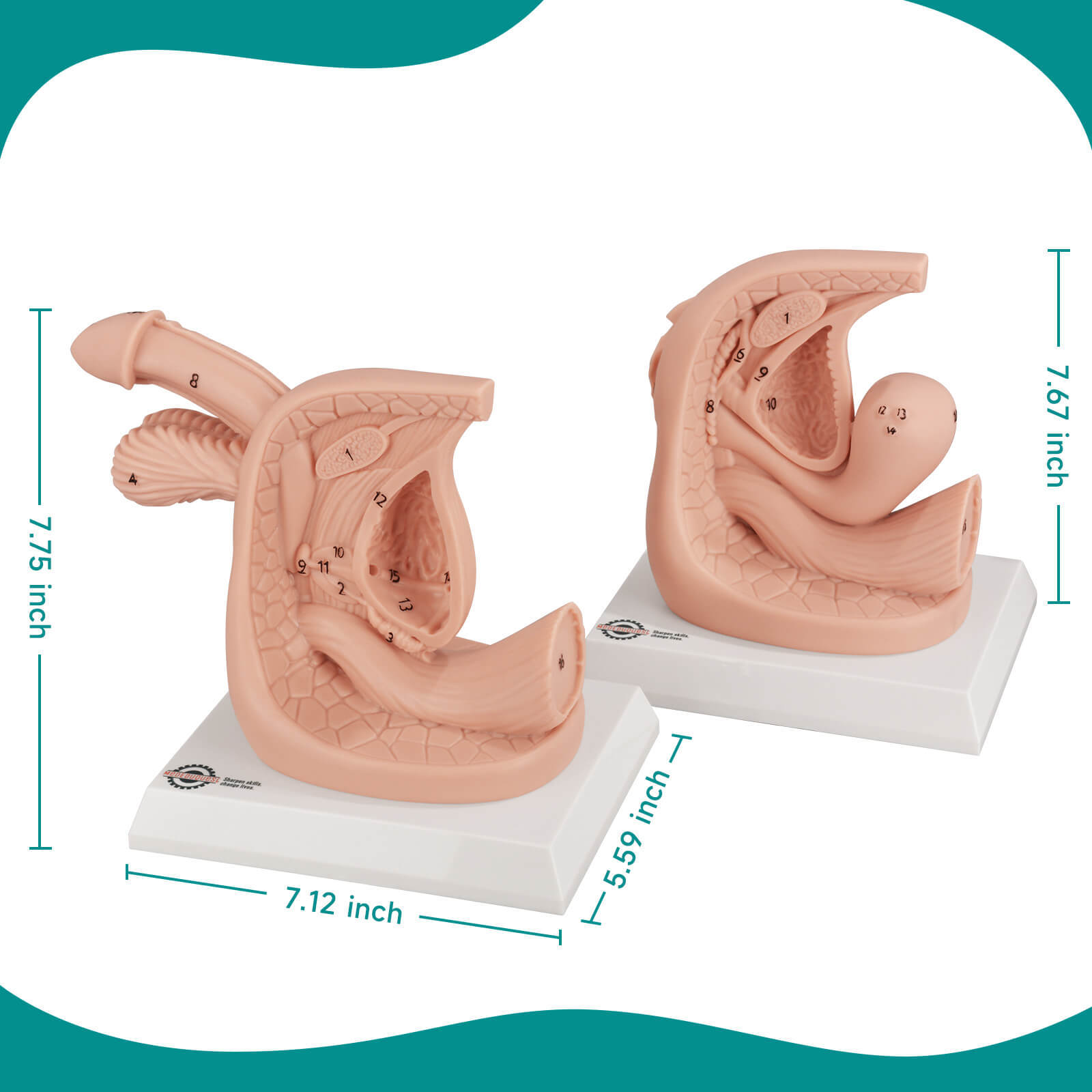 Urethral Catheterization Anatomy Display Model Set