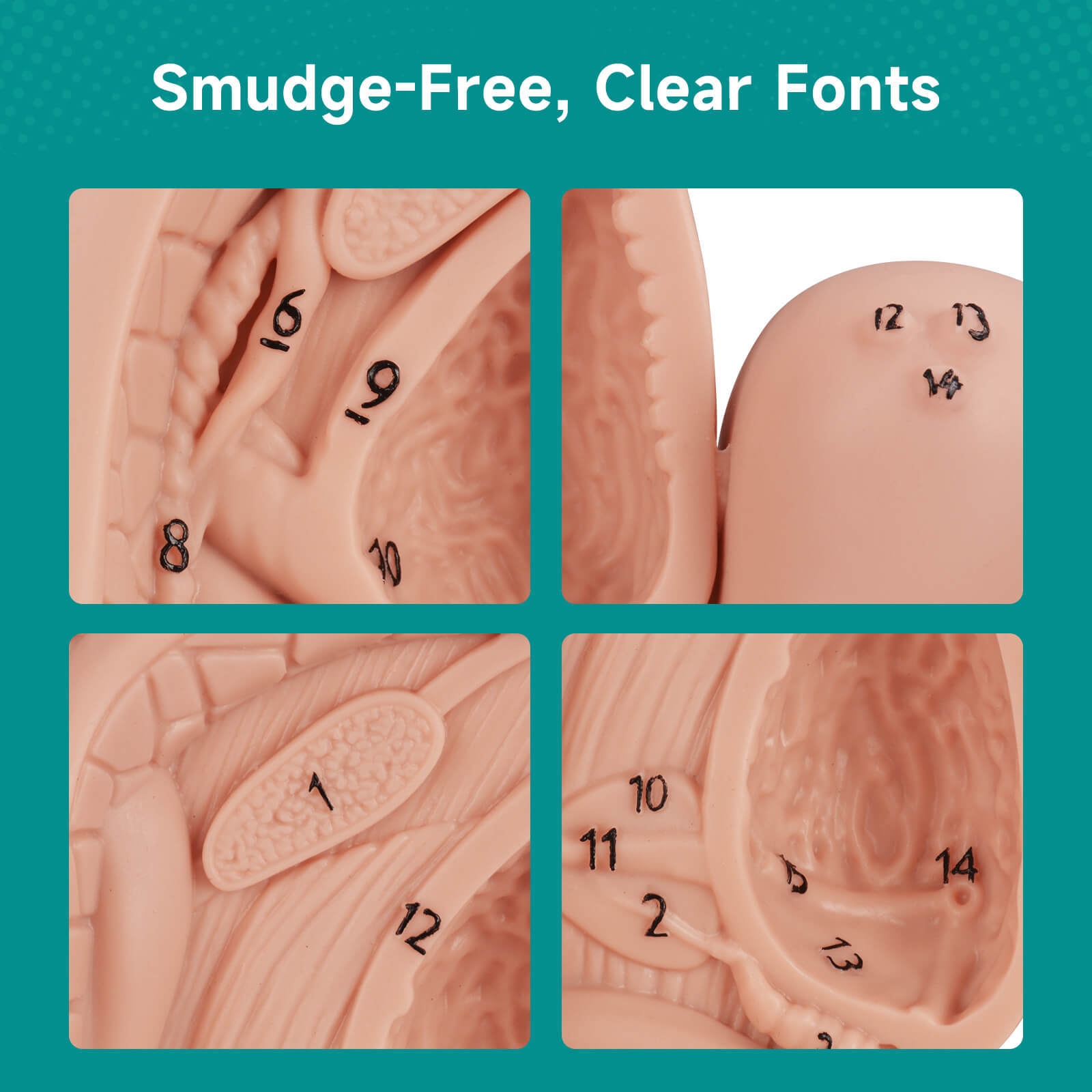 Urethral Catheterization Anatomy Display Model Set