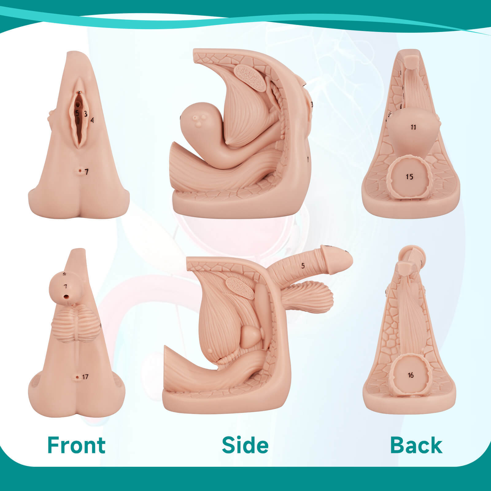 Urethral Catheterization Anatomy Display Model Set
