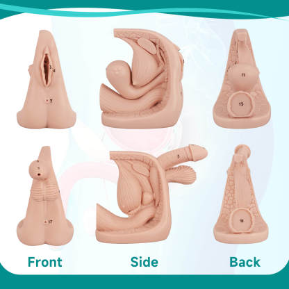 Urethral Catheterization Anatomy Display Model Set