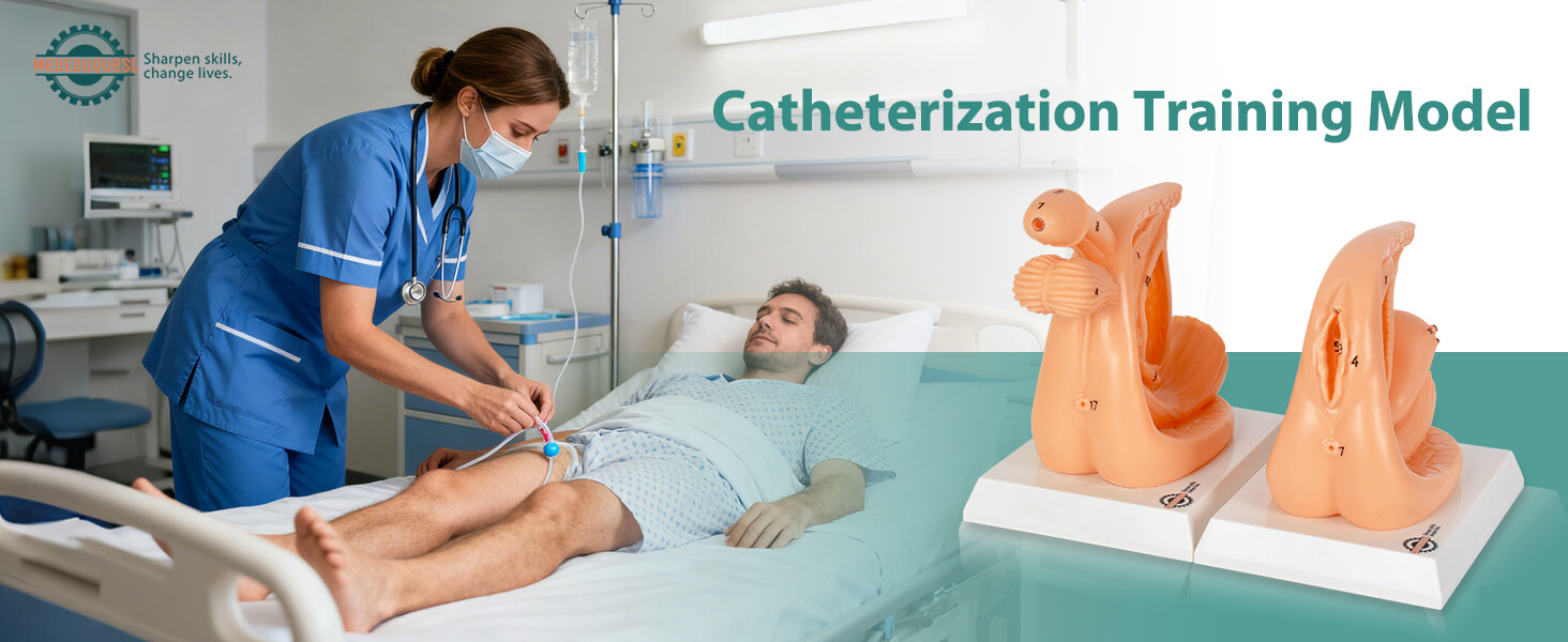 Male Urinary Catheterization Practice Model with Numbered Anatomy
