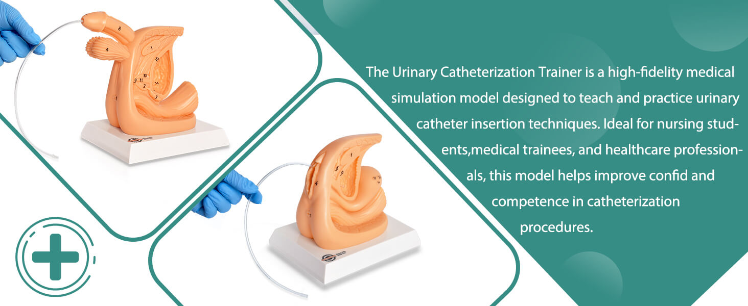 Male Urinary Catheterization Practice Model with Numbered Anatomy
