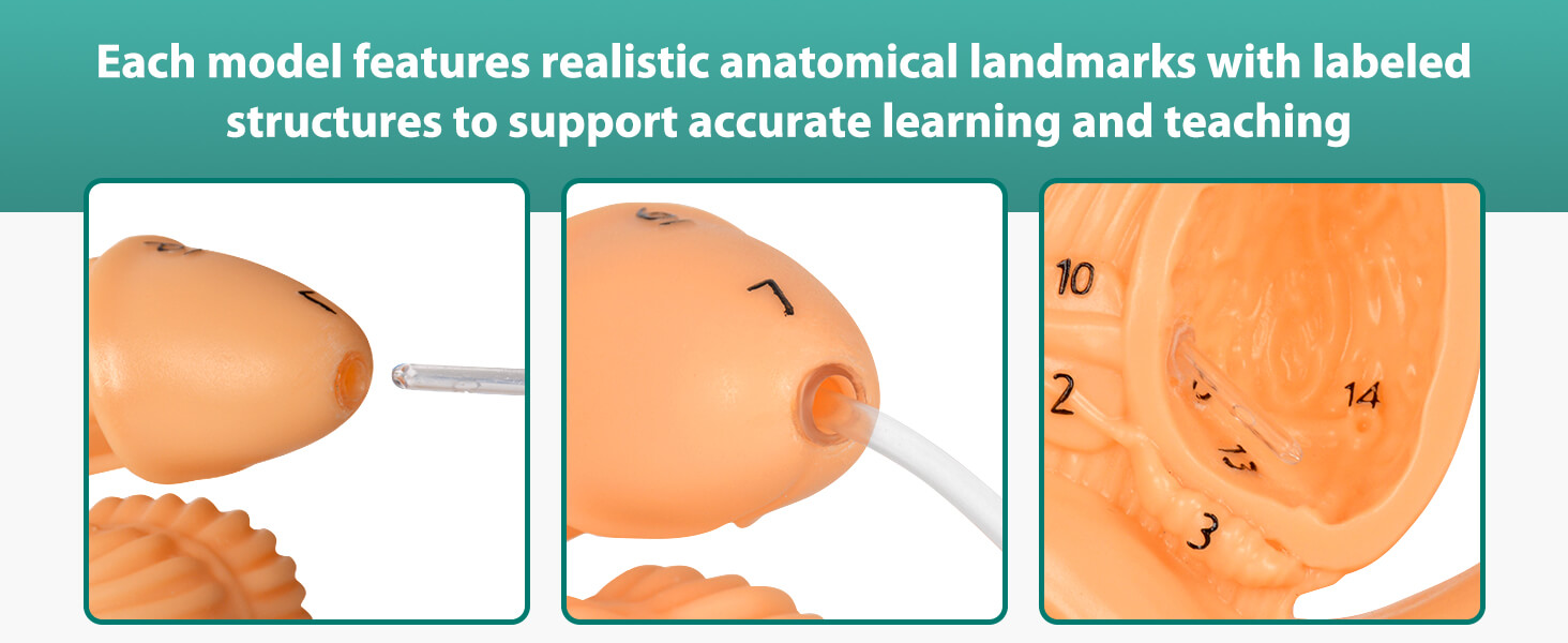 Male Urinary Catheterization Practice Model with Labels
