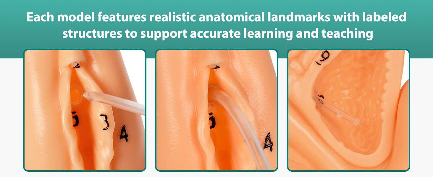 Female Urinary Catheterization Practice Model with Numbered Anatomy