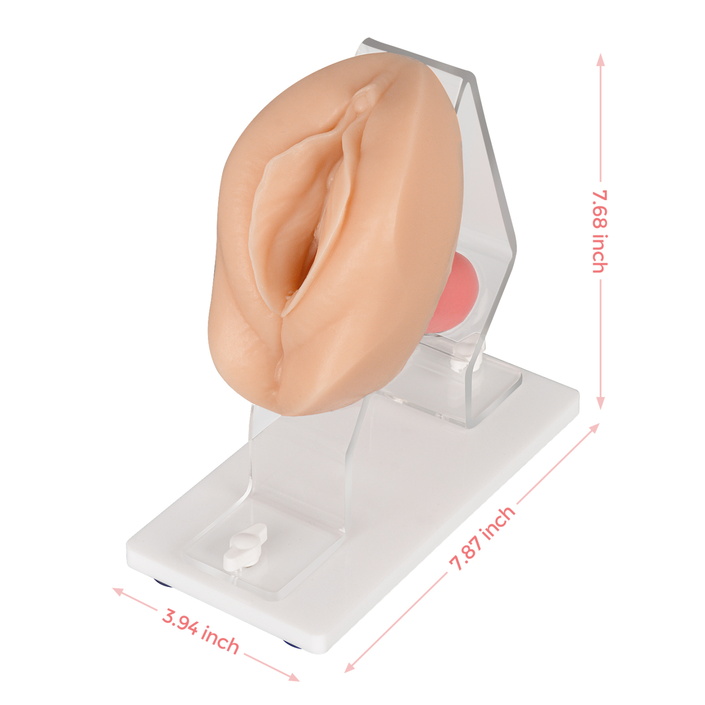 Vaginal and Pelvic Exam Training Model