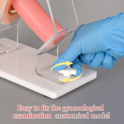 Vaginal and Pelvic Exam Training Model