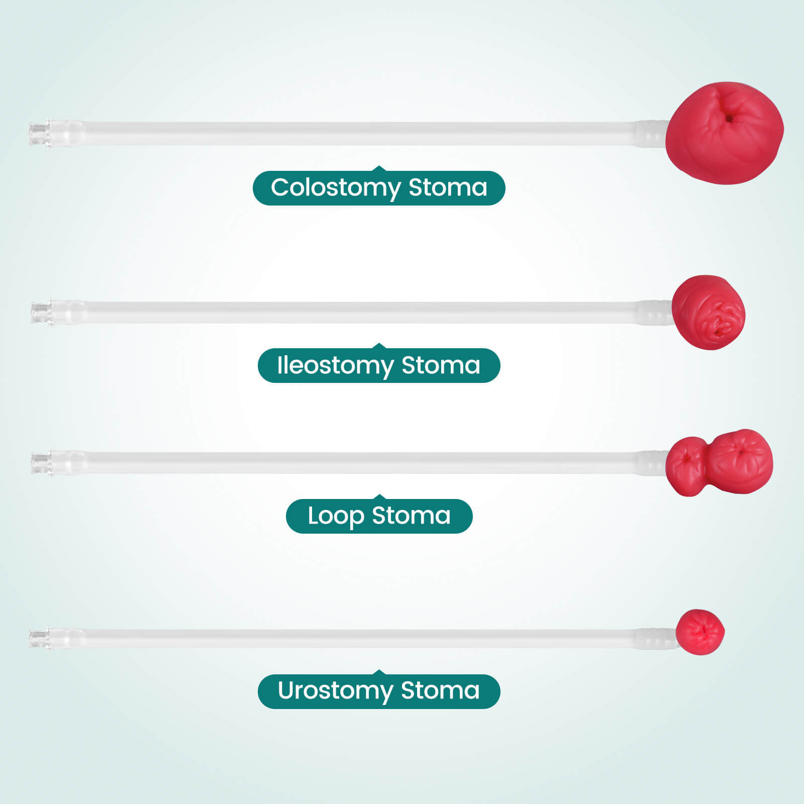 MedEduQuest Wearable Ostomy Care Trainer Kit for Teaching Demonstration