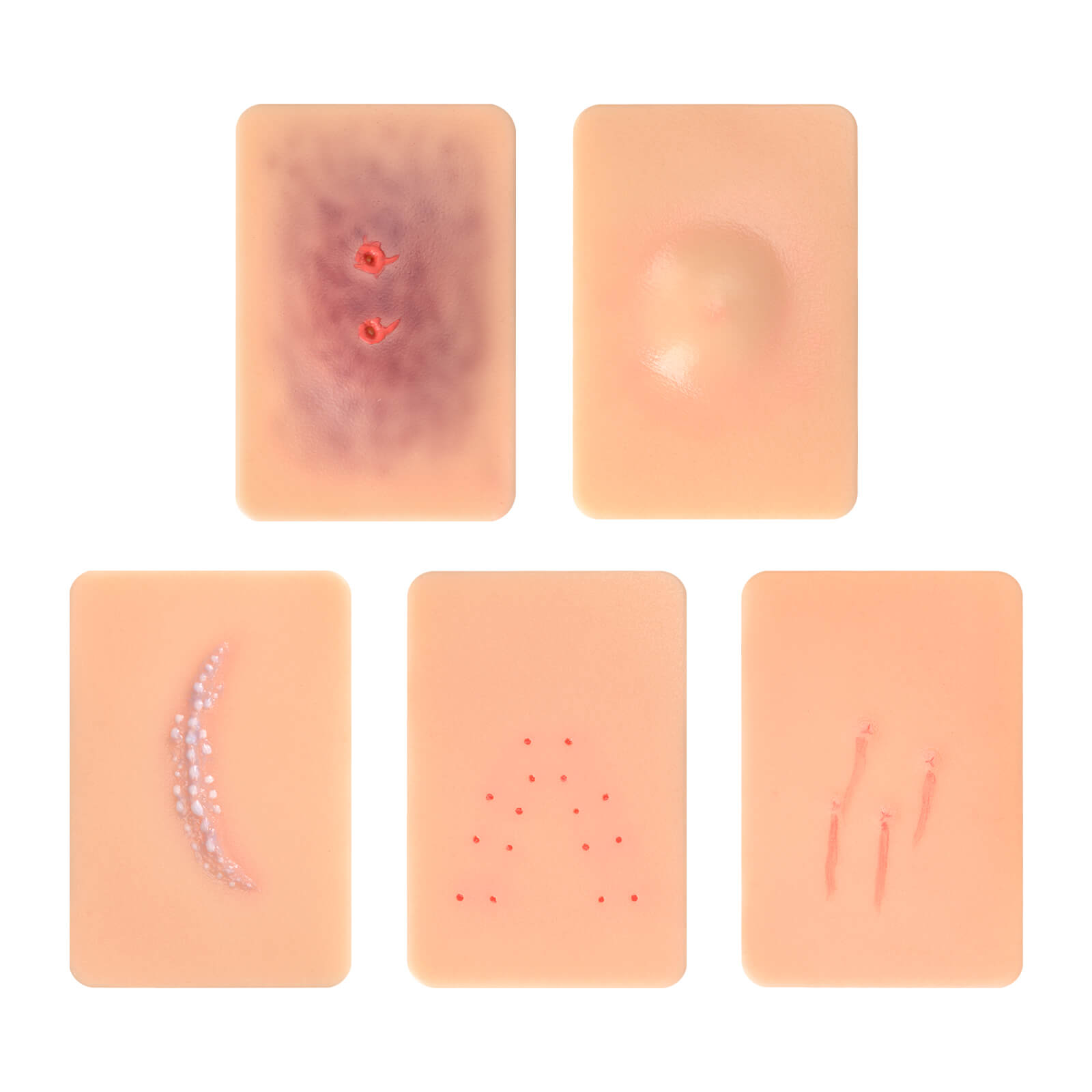 Animal & Insect Injury Demonstration Models (Set of 5)