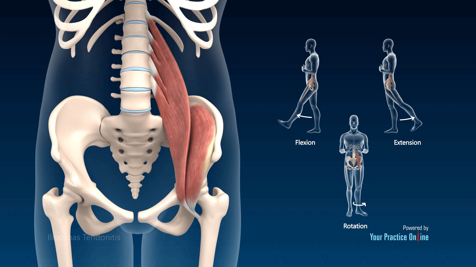 runner iliacus function
