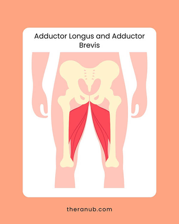 Adductor Longus and Adductor Brevis hip muscles chart