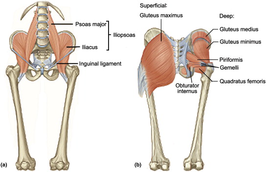 Antagonistic Muscle and gluteus medius