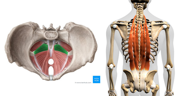 Coccygeus & Erector Spinae