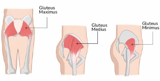 Gluteus Maximus, Gluteus Medius, Gluteus Minimus
