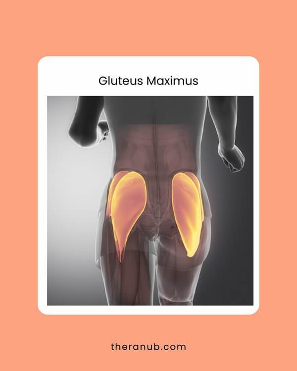Gluteus Maximus hip muscles chart