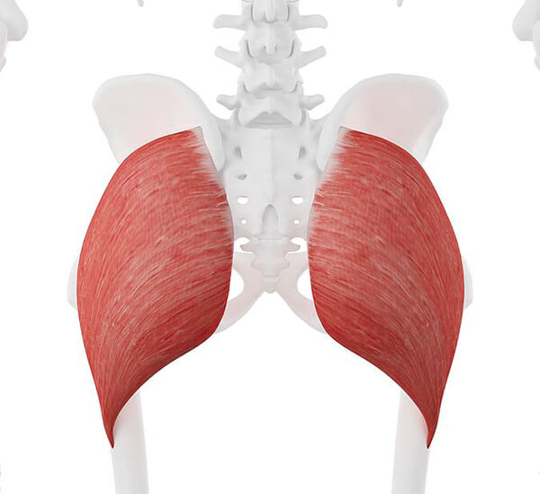 Gluteus Maximus
