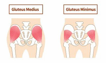 Gluteus Medius & Minimus
