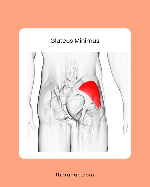 Gluteus Minimus hip muscles chart