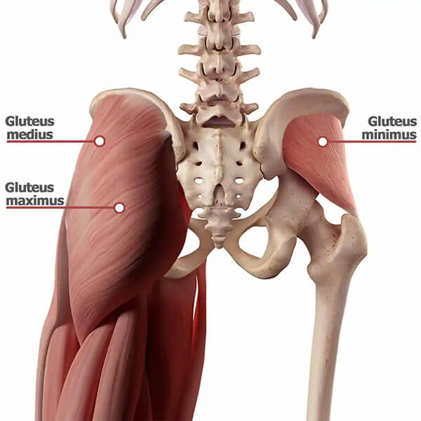 Gluteus Minimus