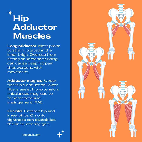 Hip Adductor Muscles hip muscles chart