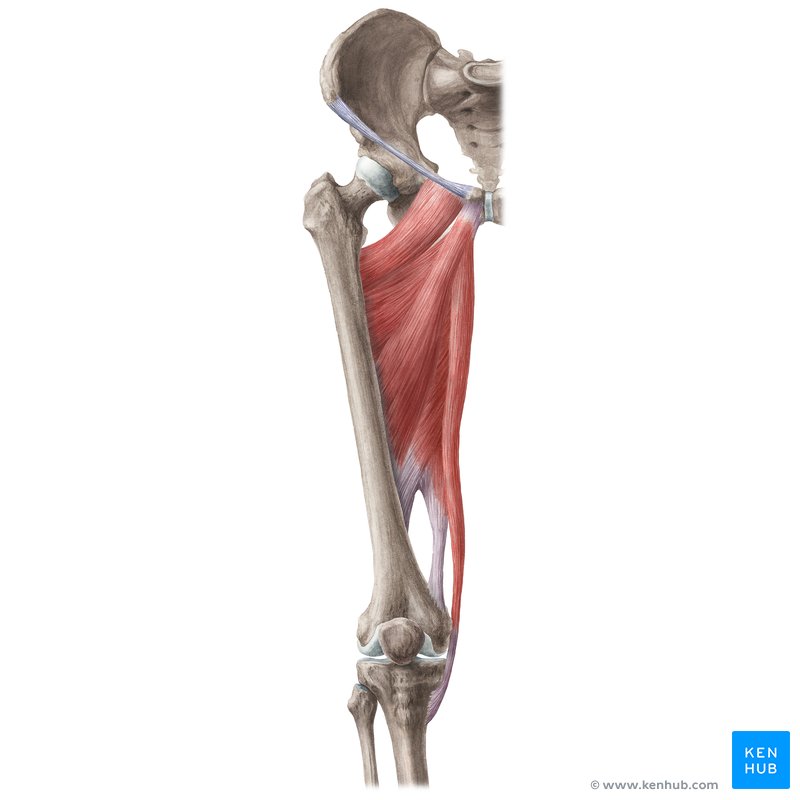 Hip Adductors