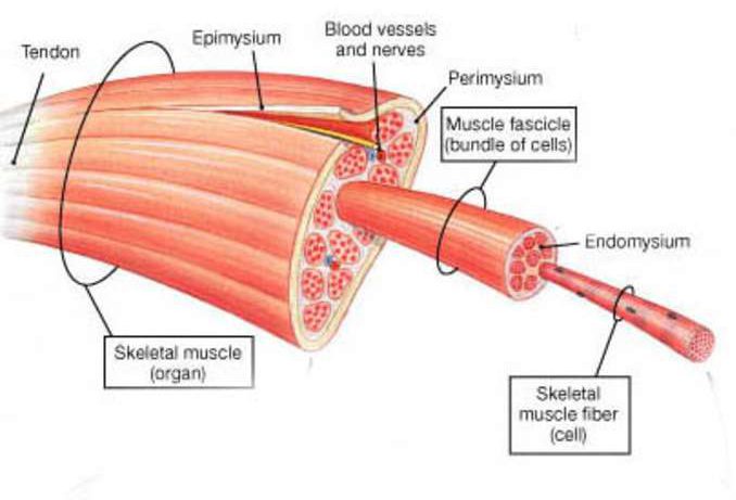 myofascial pain