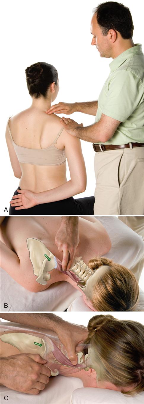 Palpation of levator scapulae