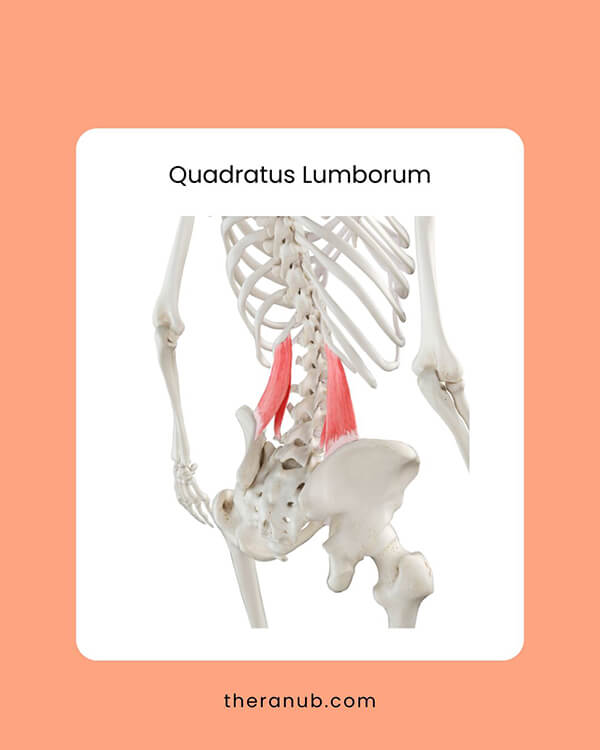 Quadratus Lumborum hip muscles chart