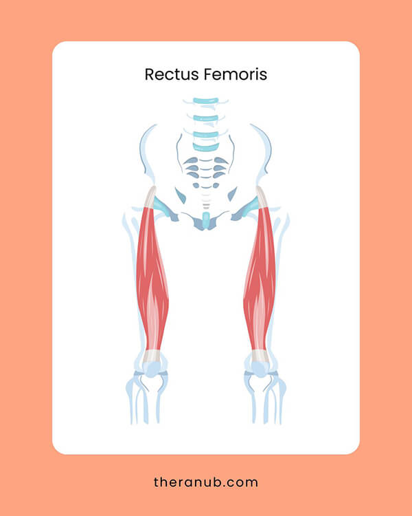 Rectus Femoris hip muscles chart
