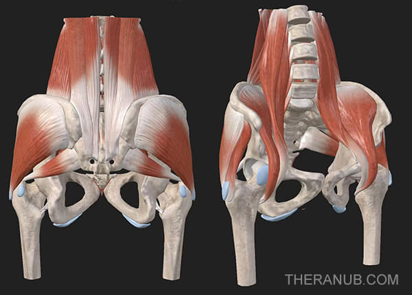 Sacroiliac Joint and 7 Key Muscles