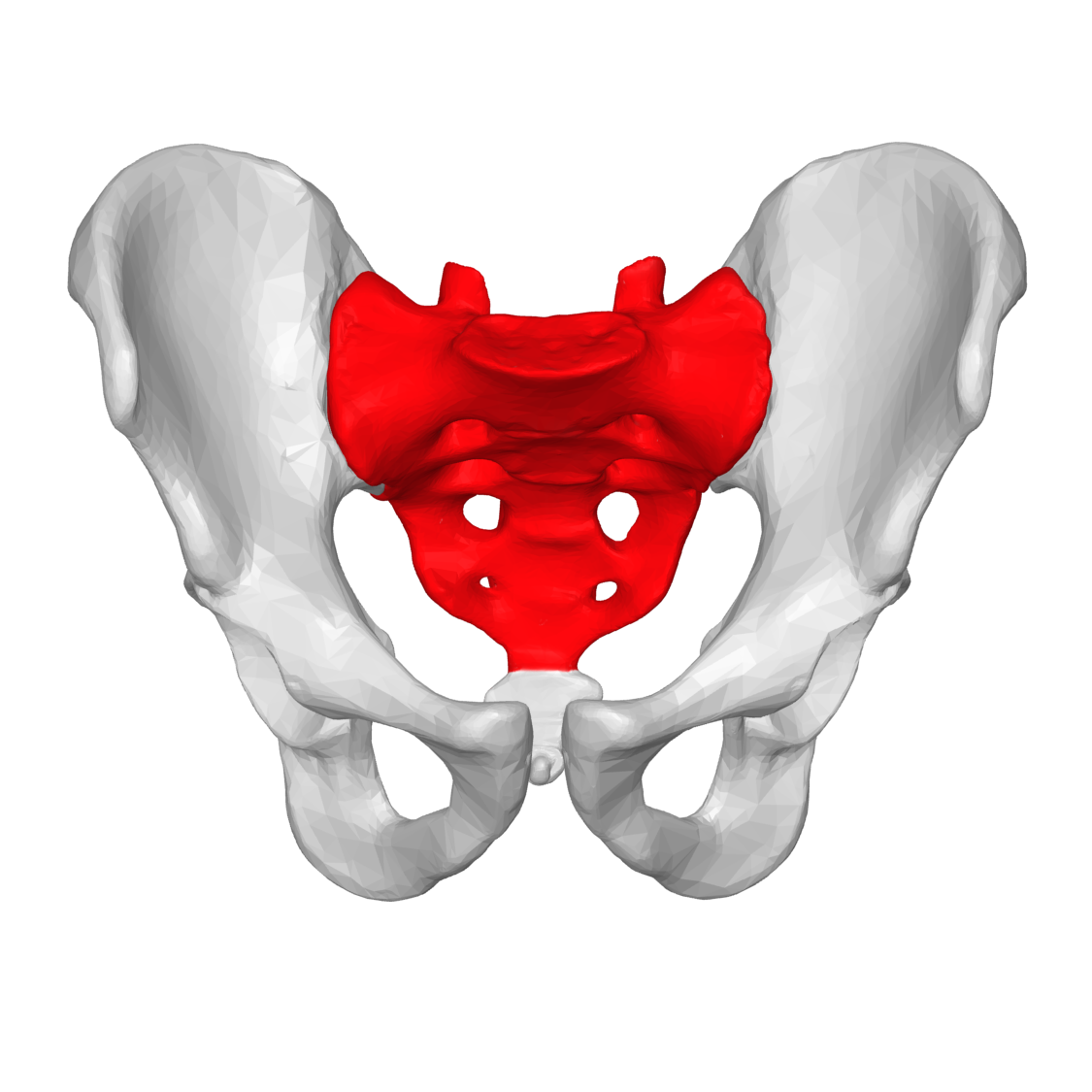 sacrum