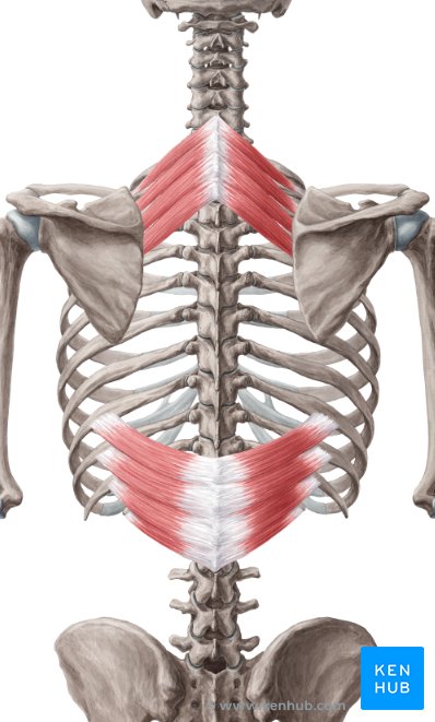 serratus posterior superior and serratus posterior inferior