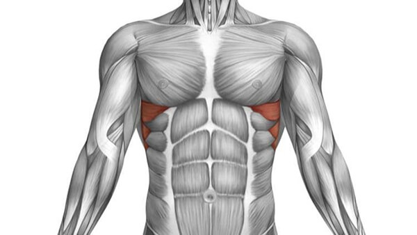 Where is serratus anterior