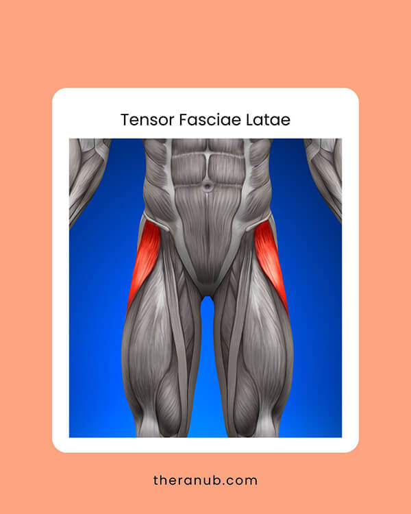 Tensor Fasciae Latae hip muscles chart