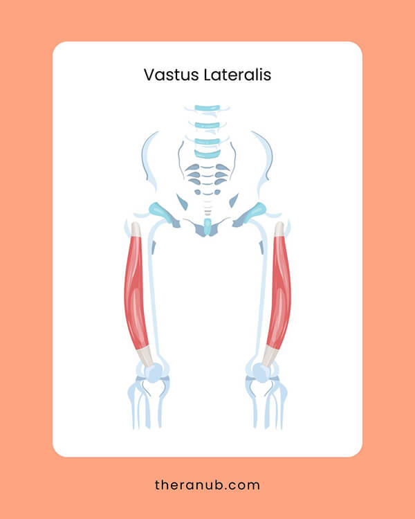 Vastus Lateralis hip muscles chart