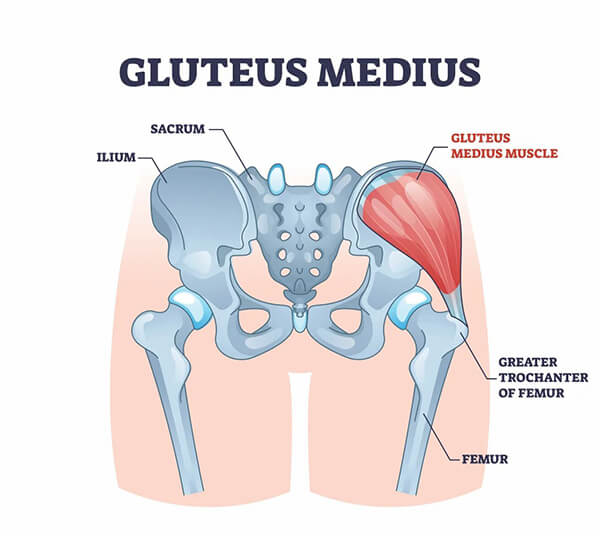 gluteus-medius